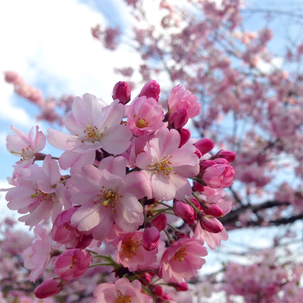 f:id:mika-shimosawa:20160417154713j:image f:id:mika-shimosawa:20160417154713j:image