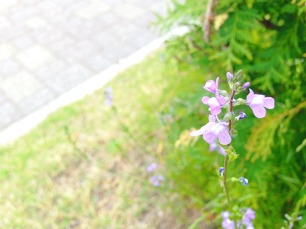f:id:mika-shimosawa:20160503185336j:image f:id:mika-shimosawa:20160503185336j:image