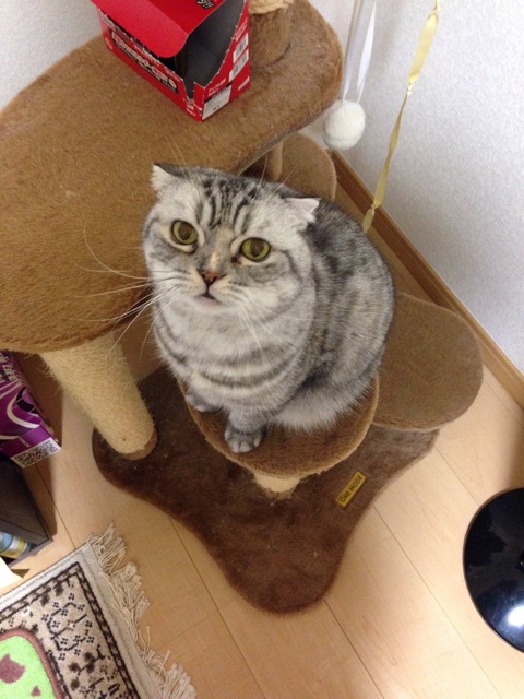 f:id:mikadandy:20141119172524j:plain f:id:mikadandy:20141119172524j:plain