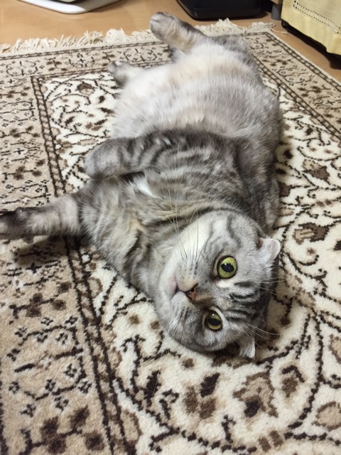 f:id:mikadandy:20150227113410j:plain f:id:mikadandy:20150227113410j:plain
