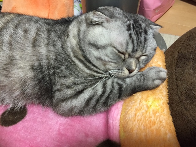 f:id:mikadandy:20150323102050j:plain f:id:mikadandy:20150323102050j:plain