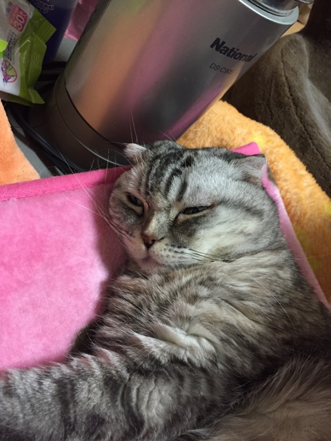 f:id:mikadandy:20150324235645j:plain f:id:mikadandy:20150324235645j:plain