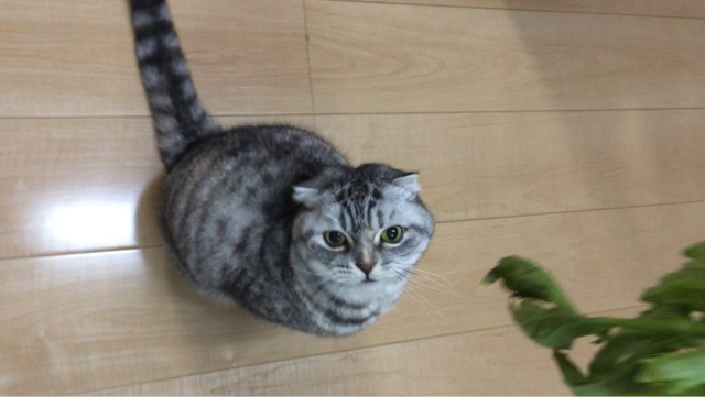 f:id:mikadandy:20150406151349j:plain f:id:mikadandy:20150406151349j:plain