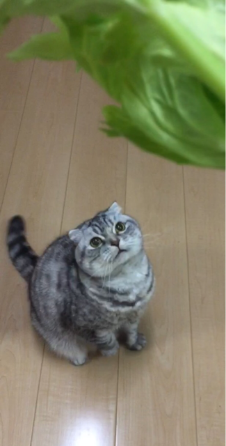 f:id:mikadandy:20150406151548j:plain f:id:mikadandy:20150406151548j:plain