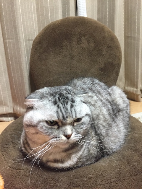 f:id:mikadandy:20150409102242j:plain f:id:mikadandy:20150409102242j:plain