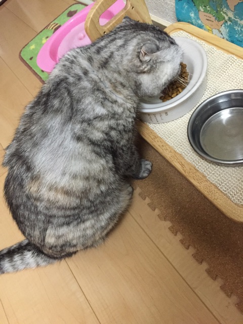 f:id:mikadandy:20150412233718j:plain f:id:mikadandy:20150412233718j:plain