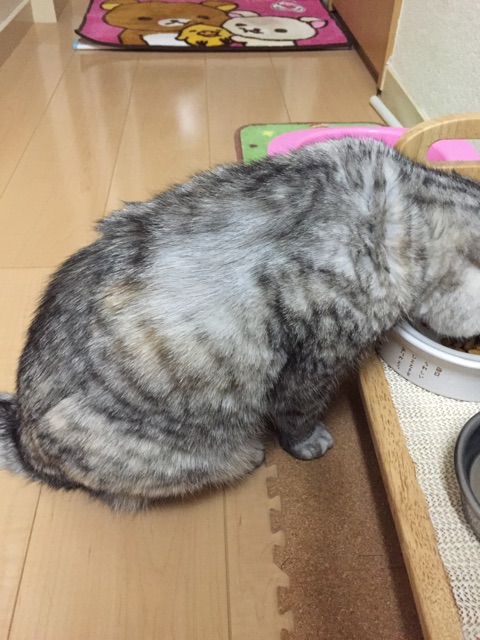 f:id:mikadandy:20150412235252j:plain f:id:mikadandy:20150412235252j:plain
