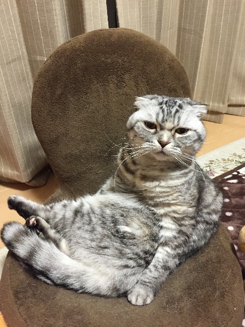 f:id:mikadandy:20150428164117j:image f:id:mikadandy:20150428164117j:image