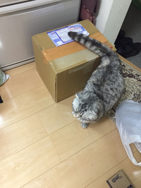 f:id:mikadandy:20150429214336j:image f:id:mikadandy:20150429214336j:image