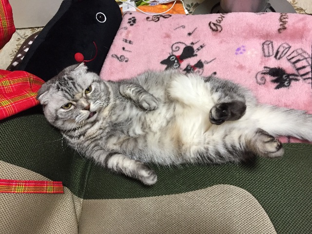 f:id:mikadandy:20150513085207j:image f:id:mikadandy:20150513085207j:image