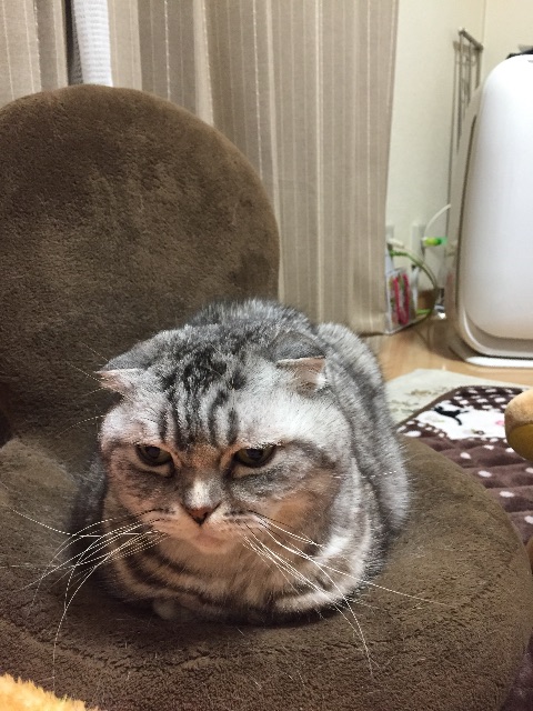 f:id:mikadandy:20150513085428j:image f:id:mikadandy:20150513085428j:image