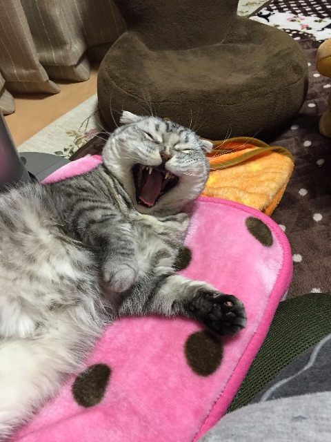 f:id:mikadandy:20150513090107j:image f:id:mikadandy:20150513090107j:image