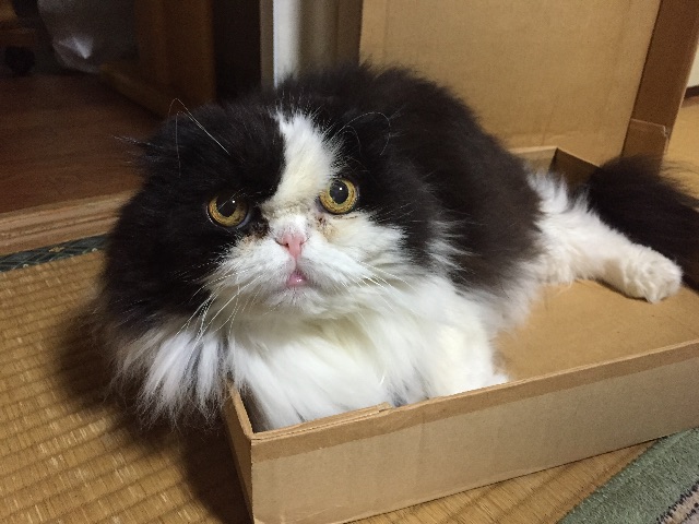 f:id:mikadandy:20150520103154j:image f:id:mikadandy:20150520103154j:image
