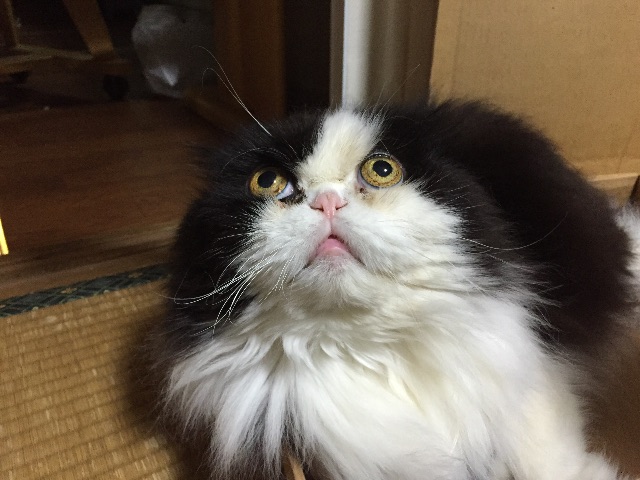 f:id:mikadandy:20150520103711j:image f:id:mikadandy:20150520103711j:image