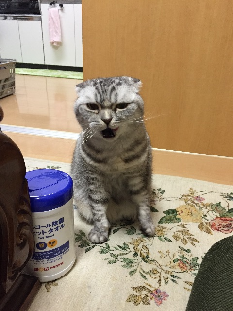 f:id:mikadandy:20150520104223j:image f:id:mikadandy:20150520104223j:image