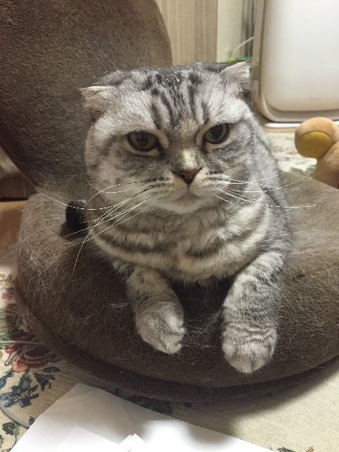 f:id:mikadandy:20150521221720j:image f:id:mikadandy:20150521221720j:image