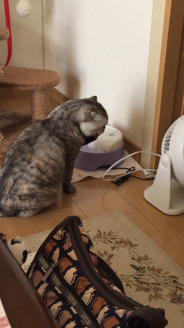 f:id:mikadandy:20150526000609p:image f:id:mikadandy:20150526000609p:image