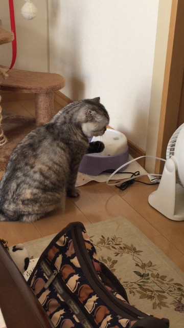 f:id:mikadandy:20150526000617p:image f:id:mikadandy:20150526000617p:image
