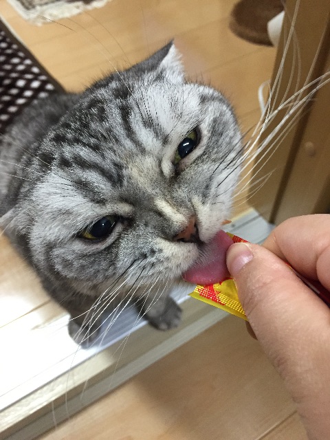 f:id:mikadandy:20150529134759j:image f:id:mikadandy:20150529134759j:image