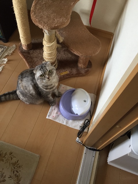 f:id:mikadandy:20150612105009j:image f:id:mikadandy:20150612105009j:image