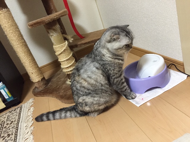 f:id:mikadandy:20150612105437j:image f:id:mikadandy:20150612105437j:image