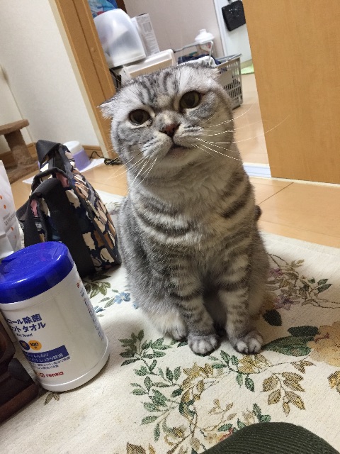 f:id:mikadandy:20150612110158j:image f:id:mikadandy:20150612110158j:image