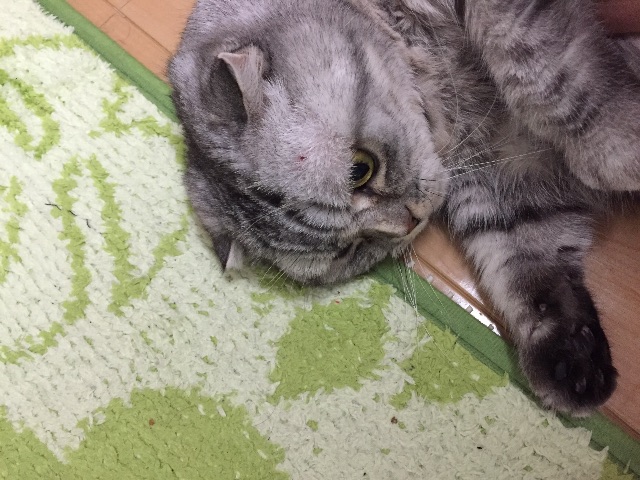 f:id:mikadandy:20150624003423j:image f:id:mikadandy:20150624003423j:image