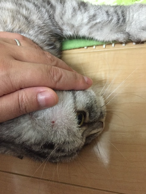 f:id:mikadandy:20150624003442j:image f:id:mikadandy:20150624003442j:image