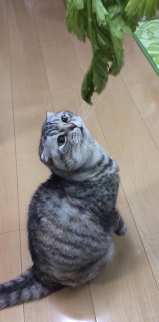 f:id:mikadandy:20150702144929j:image f:id:mikadandy:20150702144929j:image