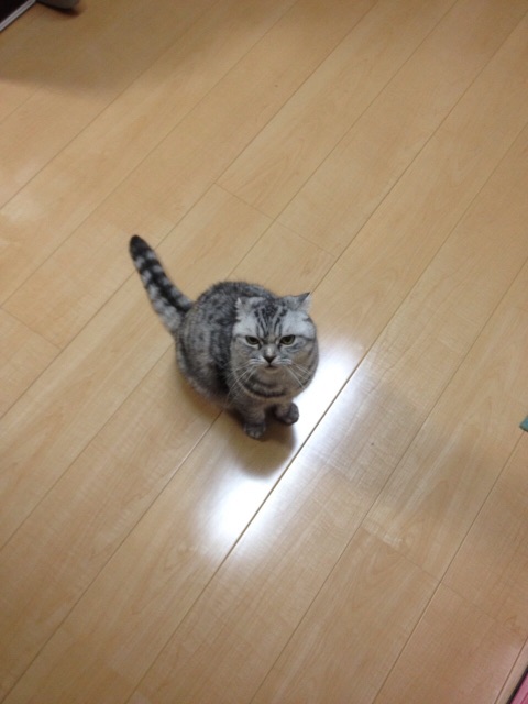 f:id:mikadandy:20150702150024j:image f:id:mikadandy:20150702150024j:image