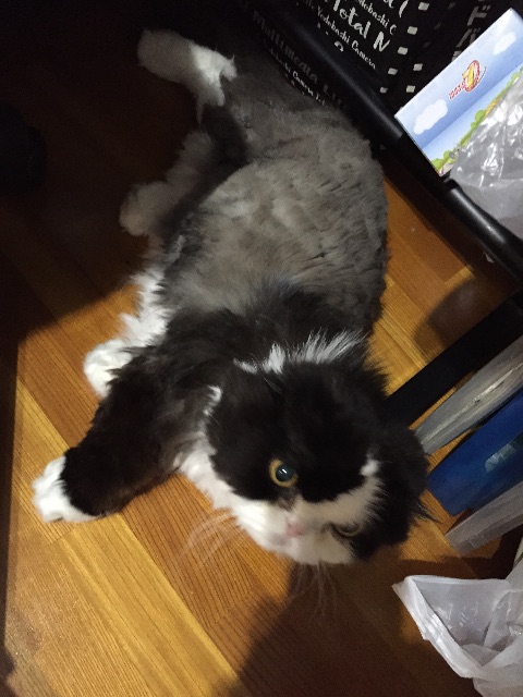 f:id:mikadandy:20150707163728j:image f:id:mikadandy:20150707163728j:image