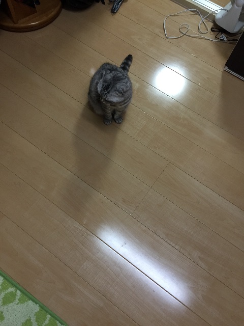 f:id:mikadandy:20150710001638j:image f:id:mikadandy:20150710001638j:image