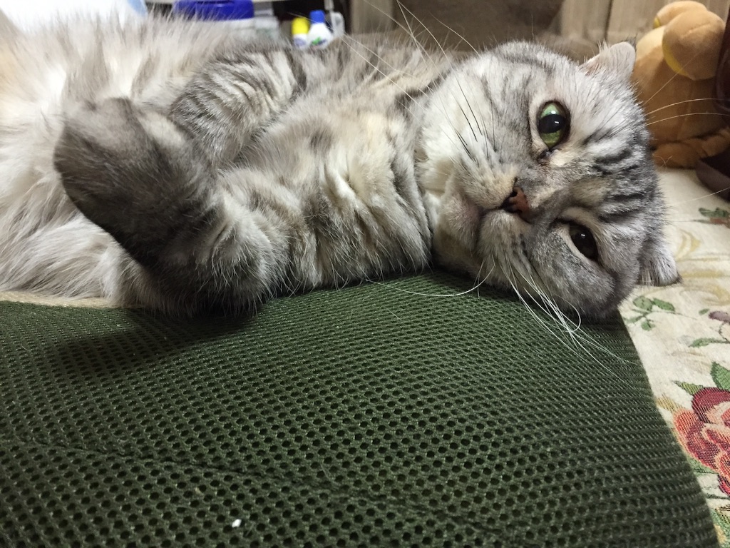 f:id:mikadandy:20150803013146j:image f:id:mikadandy:20150803013146j:image