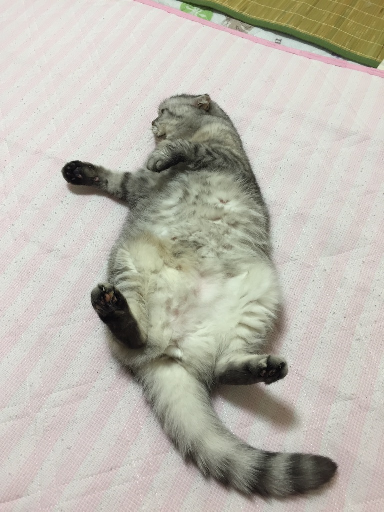 f:id:mikadandy:20150814150451j:image f:id:mikadandy:20150814150451j:image