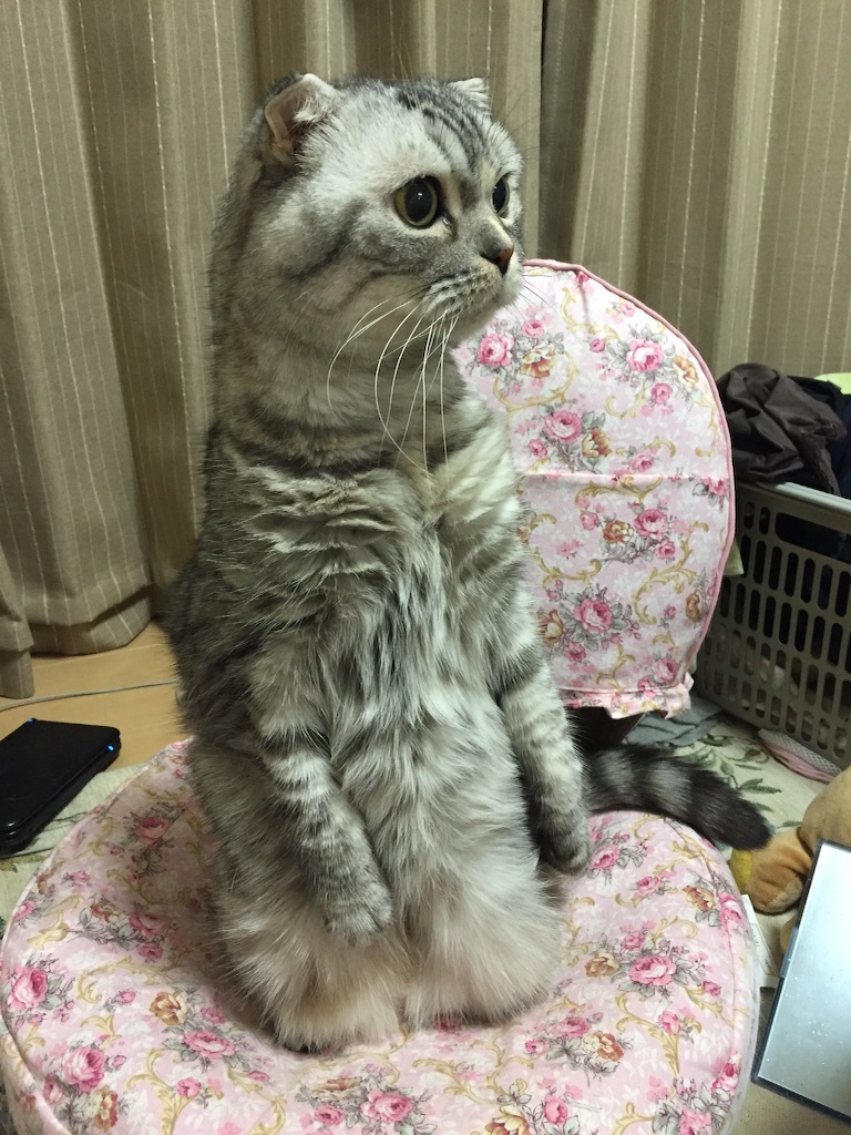 f:id:mikadandy:20150917163338j:image f:id:mikadandy:20150917163338j:image