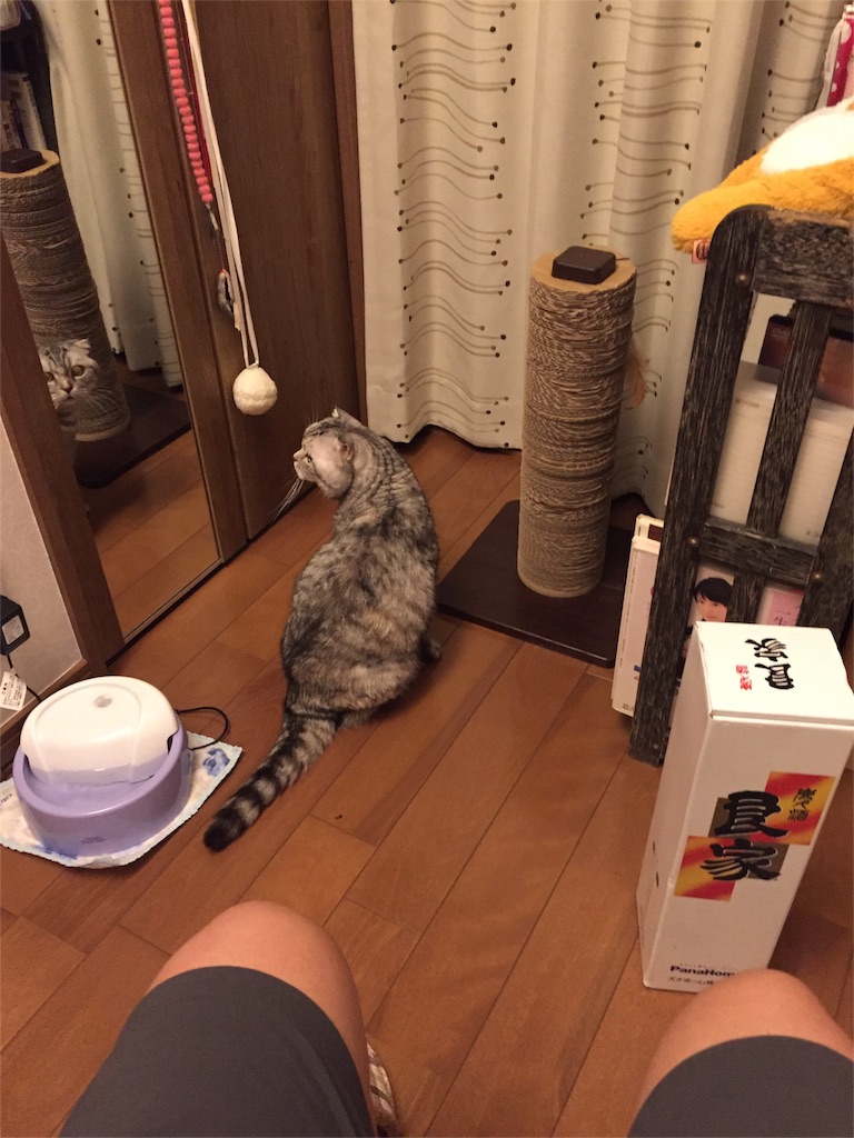 f:id:mikadandy:20150926225404j:image f:id:mikadandy:20150926225404j:image