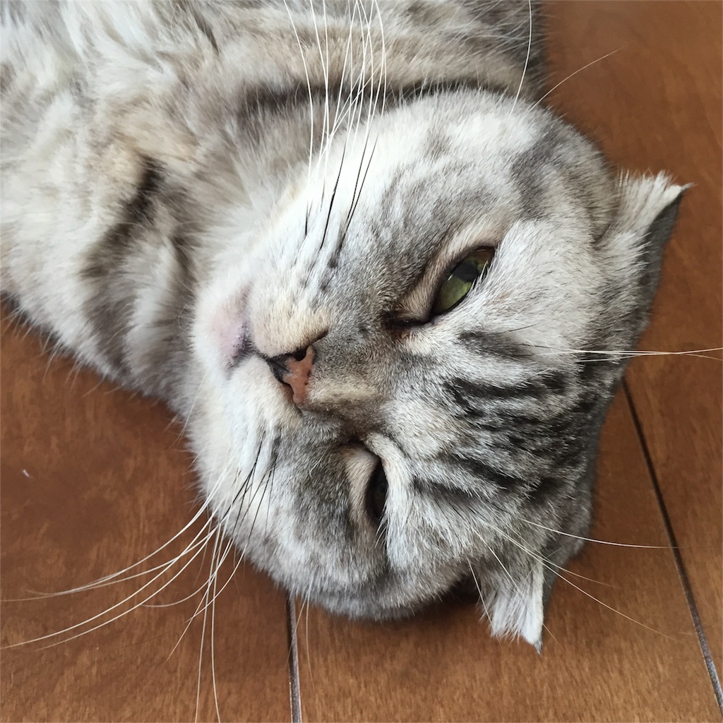 f:id:mikadandy:20160130212358j:image f:id:mikadandy:20160130212358j:image