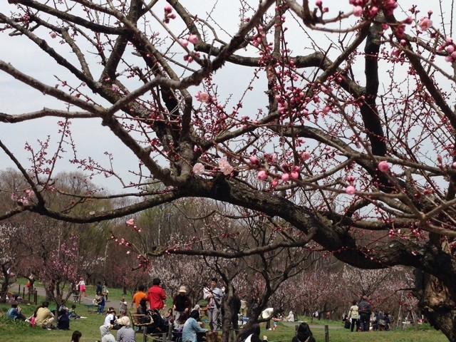 f:id:mikanblog:20140506170757j:plain f:id:mikanblog:20140506170757j:plain