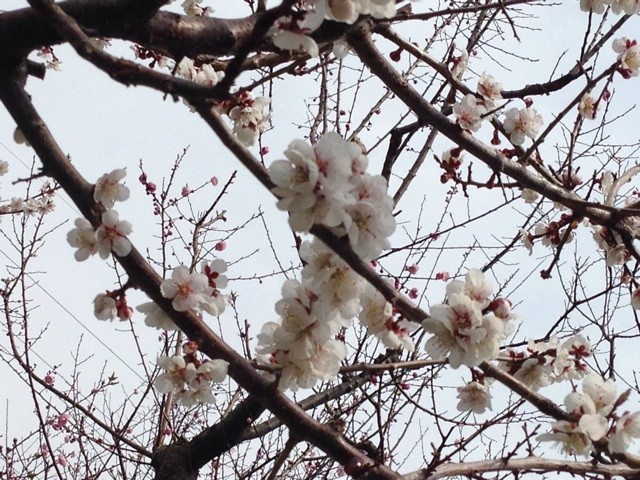 f:id:mikanblog:20140506171427j:plain f:id:mikanblog:20140506171427j:plain