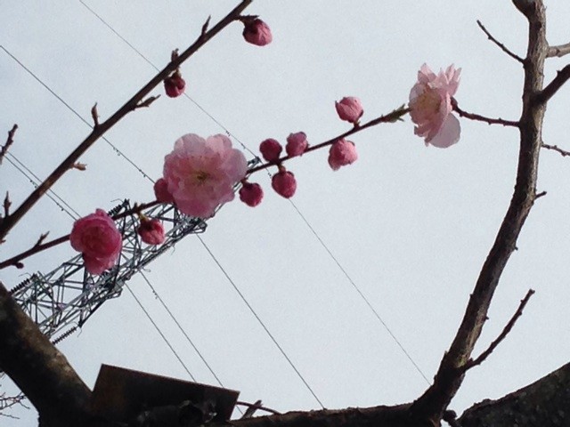 f:id:mikanblog:20140506171446j:plain f:id:mikanblog:20140506171446j:plain