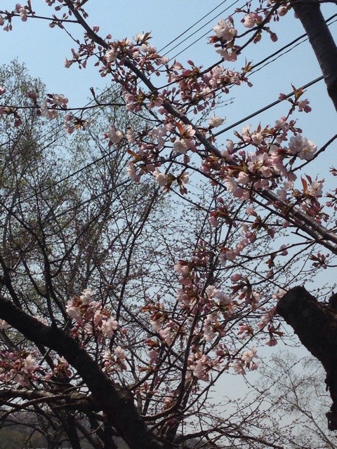 f:id:mikanblog:20150429162204j:plain f:id:mikanblog:20150429162204j:plain