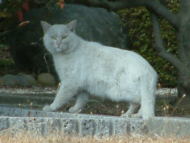 f:id:mikawakougei:20150203011414j:plain f:id:mikawakougei:20150203011414j:plain