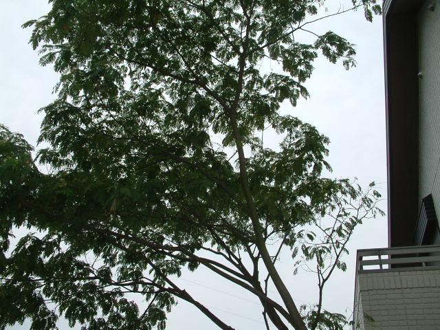 f:id:mikawakougei:20150617020108j:plain f:id:mikawakougei:20150617020108j:plain