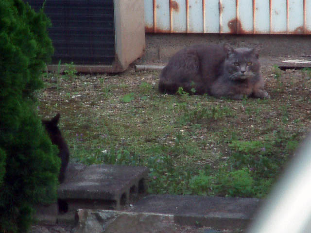 f:id:mikawakougei:20150624031733j:plain f:id:mikawakougei:20150624031733j:plain