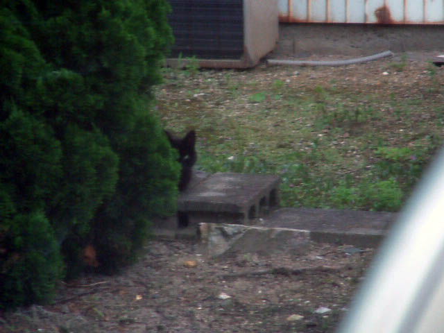 f:id:mikawakougei:20150624034642j:plain f:id:mikawakougei:20150624034642j:plain