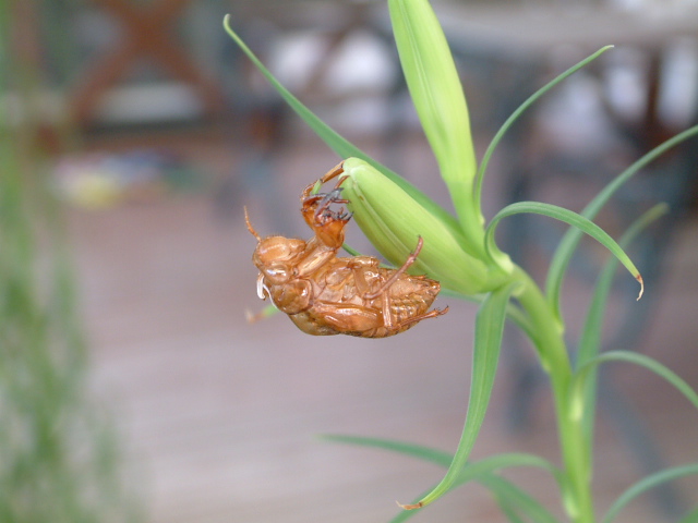 f:id:mikawakougei:20150725021404j:plain f:id:mikawakougei:20150725021404j:plain