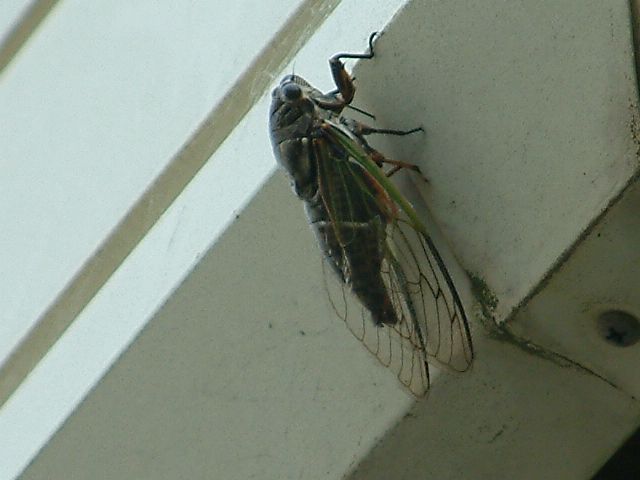 f:id:mikawakougei:20150725021524j:plain f:id:mikawakougei:20150725021524j:plain