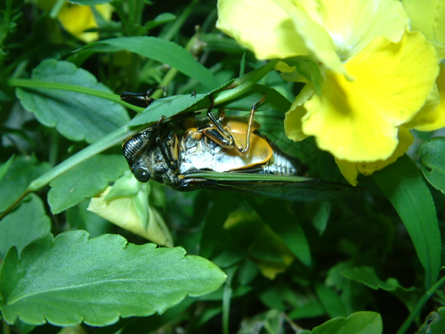 f:id:mikawakougei:20150725022431j:plain f:id:mikawakougei:20150725022431j:plain