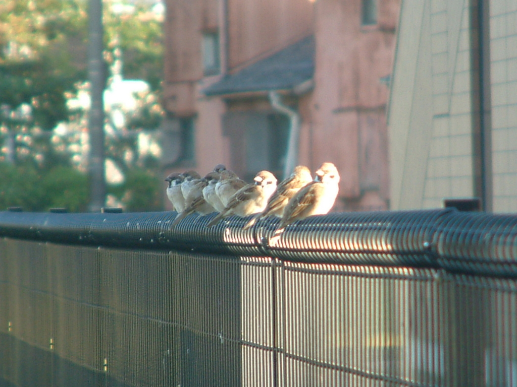 f:id:mikawakougei:20151006193041j:plain f:id:mikawakougei:20151006193041j:plain