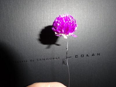 ワイヤーを通した千日紅